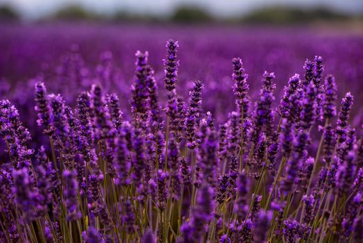 Close up Bushes of lavender purple aromatic flowers at lavender field in summer near valensole in provence france