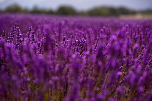 Close up Bushes of lavender purple aromatic flowers at lavender field in summer near valensole in provence france