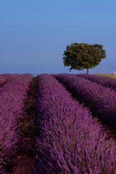 lonely tree at lavender field in summer purple aromatic flowers near valensole in provence france