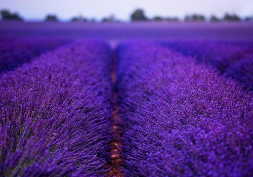 lavender field in summer purple aromatic flowers near valensole in provence france