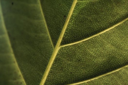 Light emerald green color more tone in stock. Copy space Abstract real nature beauty banner background. Vivid High Detail Macro leaf texture horizontal line. Element biology main vein cell structure.