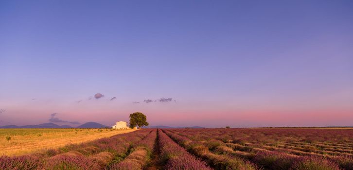 purple lavender flowers field with lonely tree valensole provence france