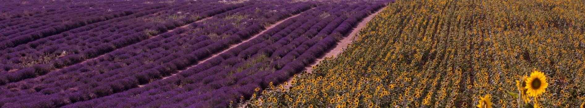 lavender and sunflower field purple aromatic flowers near valensole in provence france