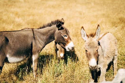Donkeys stand on dry yellow grass in the park. High quality photo