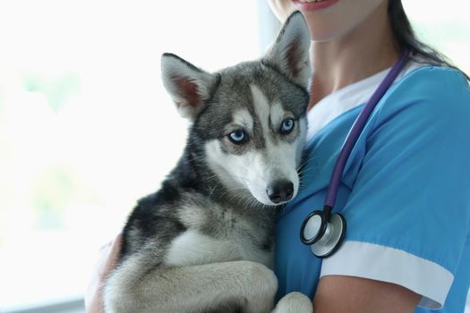 Veterinarian is holding small dog in arms. Veterinary services concept