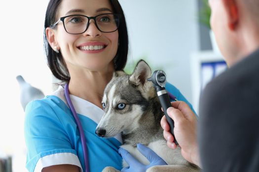 Veterinarian doctor examines ears of little husky. Ear disease in dogs concept