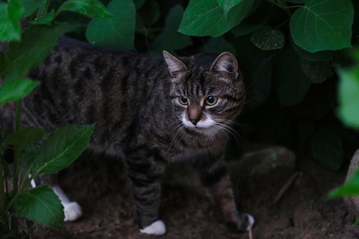 Beautiful little gray cat walks on street. Cat breeds concept