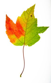 Isolated colored leaf going from red to green