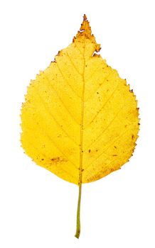 Isolated yellow birch leave with broken pieces and brown tip