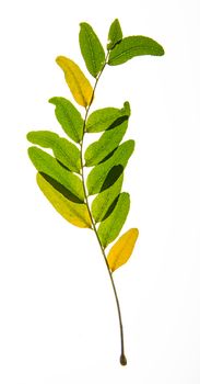 Isolated green and yellow branch of Honey locust