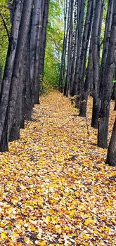 An empty leafy alley in Autumn Park, Siberia, Russia. Autumn wayside trees. Dry leaves fallen on a forest dirt road.