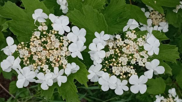 Kalina flowers. Viburnum opulus In Russia the Viburnum fruit is called kalina and is considered a national symbol. Kalina derived from kalit or raskalyat, which means to make red-hot.