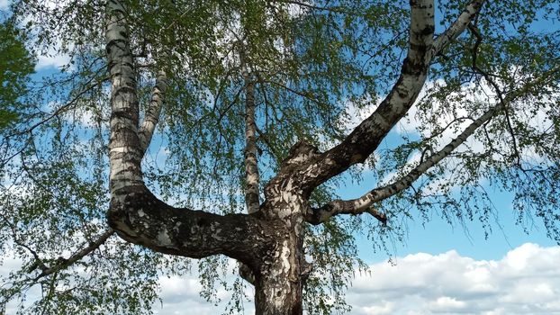 Crooked birch in spring. An old birch tree with twisted, crooked branches against the blue sky.