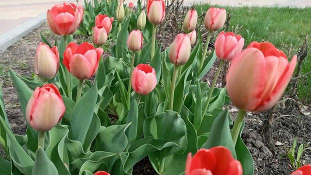 Bright spring pink tulips. in the spring garden. Flower bed with tulips. Tulip sprouts. Young spring plants, buds.