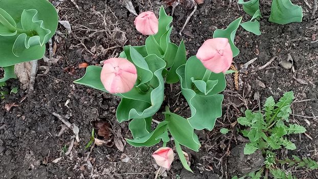 A flower bed of tulips. Tulip sprouts. Young spring plants, buds