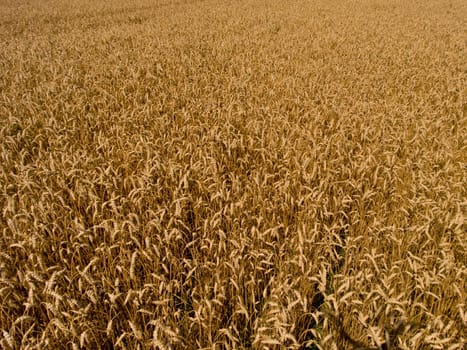 Aerial view on yellow wheat field closeup.