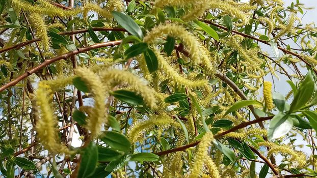 Close-up, brush of willow in early spring. Yellow stamens on the branches. Background, pattern natural.