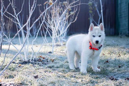White husky puppy standing in the park in the winter morning.