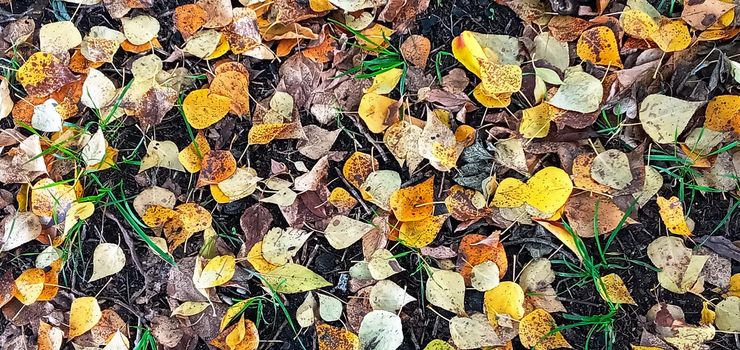 Colorful seasonal autumn background pattern, Vibrant carpet of fallen forest leaves. Autumn beauty of nature. Autumn background with multicolored leaves.