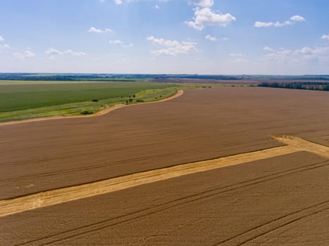 Aerial view of yellow wheat field in summer.