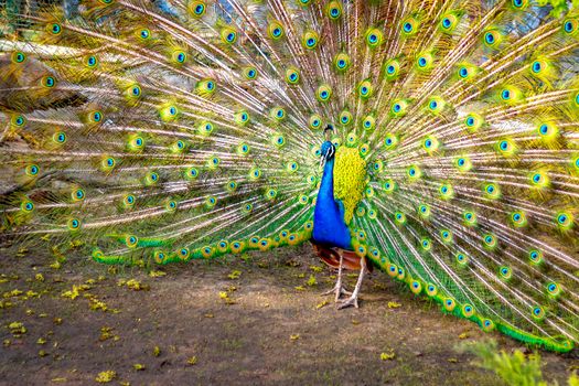 The peacock opened its multicolored tail like a fan. Beautiful plumage of male peacock in mating season