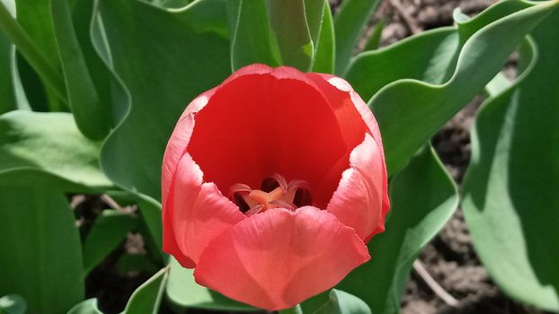 Bright spring pink tulips. in the spring garden. Flower bed with tulips. Tulip sprouts. Young spring plants, buds.