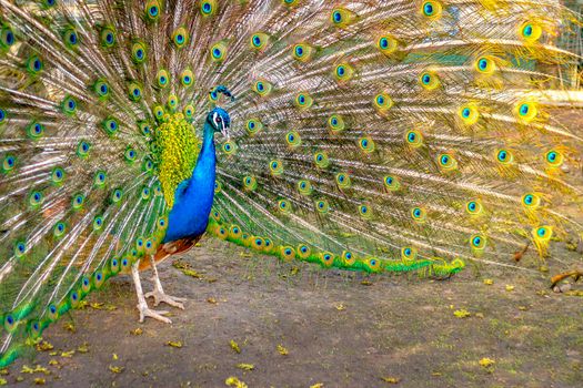 The peacock opened multicolored tail like a fan, close up. Beautiful plumage of male peacock in mating season.