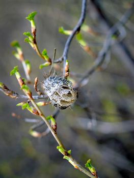 Dried prickly and weird fruit of Echinocystis on a tree branch, on the background of young shoots of leaves.