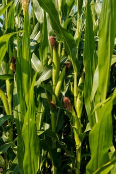 Close-up of fresh small corn cob.