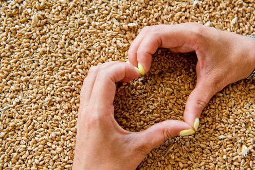 Women's hands in the shape of a heart on a background of wheat seeds.