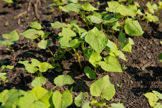 Сlose-up of young sprout buckwheat.