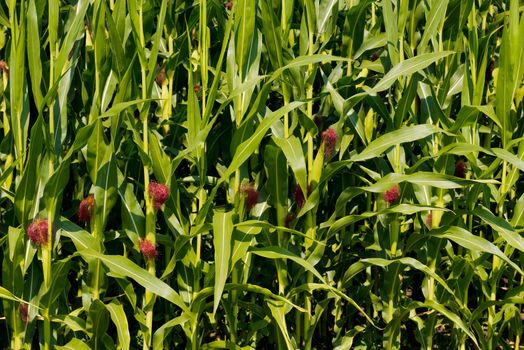 The lot of fresh small corn cob with hairs on the tip.