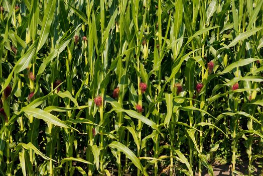 The lot of fresh small corn cob with hairs on the tip.