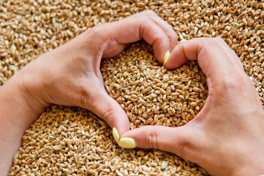 Women's hands in the shape of a heart on a background of wheat seeds.