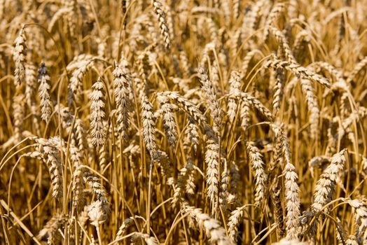 Spikelets of wheat against the background of a wheat field.