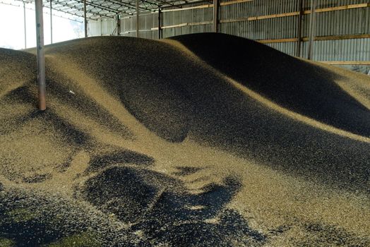 Freshly harvested oilseed rapeseed in stock. Heap of rape seeds.