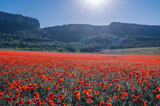 Large Field with red poppies and green grass at sunset. Beautiful field scarlet poppies flowers with selective focus. Red poppies in soft light. Glade of red poppies. Soft focus blur. Papaver sp