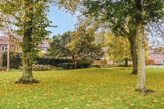 Cozy park with fresh lawn and trees