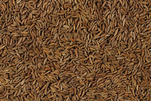 Closeup detail of caraway seeds (meridian fennel - Carum carvi) shot from above.