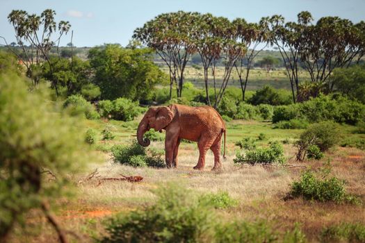 African bush elephant (Loxodonta africana) red from dust, walking in small grass, bushes and tall trees. Tsavo East national park, Kenya.