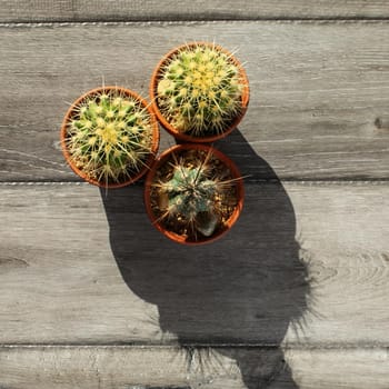 Table top view on three small cactus in pot, on gray wood table, forming strange shadow in morning sun light.