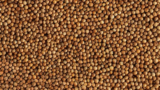 Closeup detail photo of coriander (Coriandrum sativum) dried seeds heap shot from above.