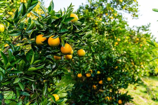 Spectacular view of the Orange Garden, summer background. Farming content. A picturesque day and a gorgeous scene. Wonderful wallpaper image. Discover the beauty of the world.