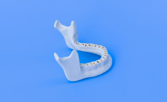 Lower human jaw without teeth model medical illustration isolated on blue background. Healthy teeth, dental care and orthodontic concept