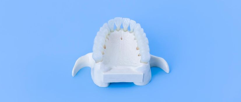 Upper human jaw with teeth anatomy model medical illustration isolated on blue background. Healthy teeth, dental care and orthodontic concept