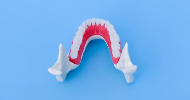 Lower human jaw with teeth and gums anatomy model medical illustration isolated on blue background. Healthy teeth, dental care and orthodontic concept