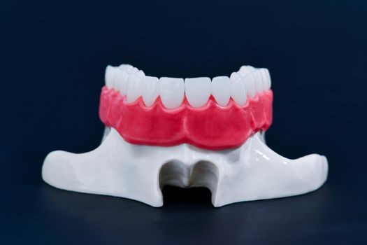 Upper human jaw with teeth and gums anatomy model medical illustration isolated on blue background. Healthy teeth, dental care and orthodontic concept