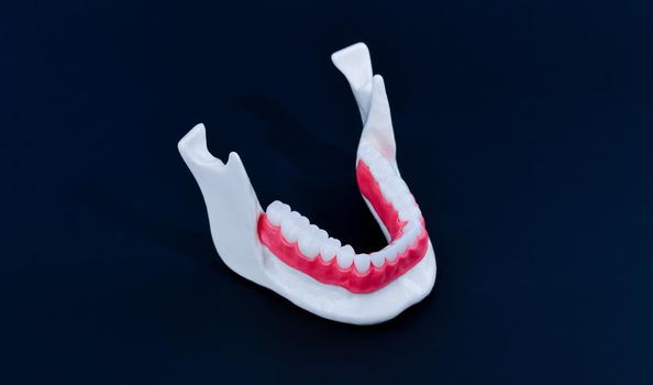 Lower human jaw with teeth and gums anatomy model medical illustration isolated on blue background. Healthy teeth, dental care and orthodontic concept