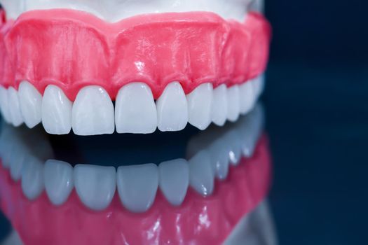 Upper human jaw with a reflection on the glass anatomy model medical illustration isolated on blue background. Healthy teeth, dental care and orthodontic concept