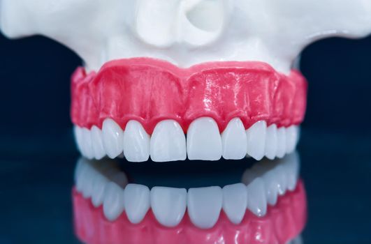 Upper human jaw with a reflection on the glass anatomy model medical illustration isolated on blue background. Healthy teeth, dental care and orthodontic concept